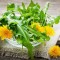Одуванчик: полезные свойства, противопоказания и рецепты блюд из «сорняка»