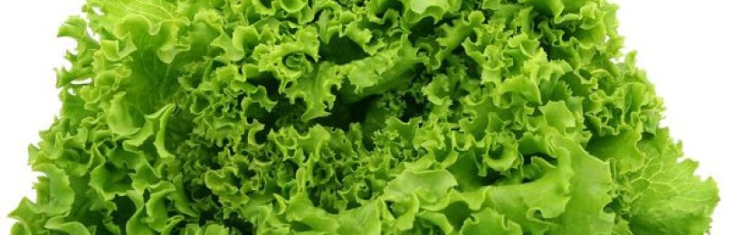 Листья салата: обычная зелень или концентрат пользы?