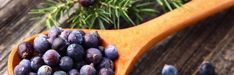 Лечебные свойства плодов можжевельника: польза и противопоказания продукта для организма человека