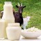Козье молоко – целебный напиток? Состав, полезные свойства и противопоказания