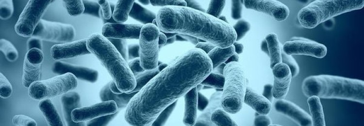 Полезные бактерии для человека