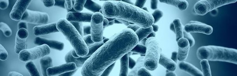 Полезные бактерии для человека