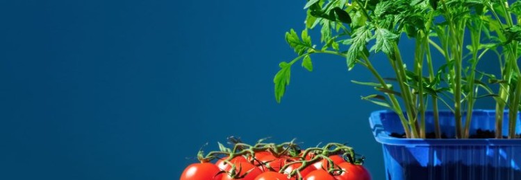 Как правильно посадить помидоры на рассаду и в теплицу в 2024 году