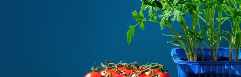 Как правильно посадить помидоры на рассаду и в теплицу в 2024 году