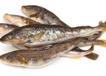 Особенности рыбы наваги, ее польза и вред