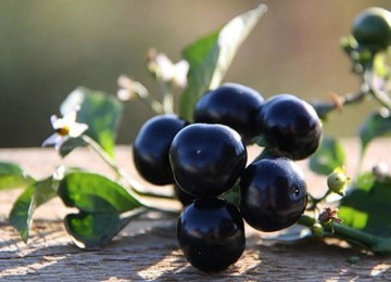 Полезные свойства ягод санберри, особенности и противопоказания